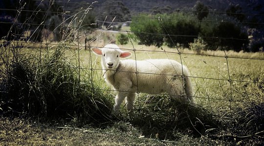 How One California Farmer Is Dealing with The Worst Drought In 1,200 Years How One California Farmer Is Dealing with The Worst Drought In 1,200 Years