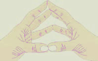Hand Reflex Zones Hand Reflex Zones