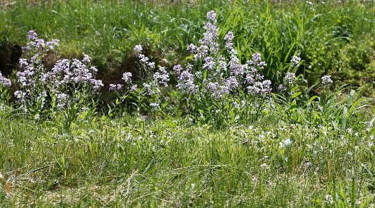 Why Farmers May Want To Keep, Not Kill, Weeds Why Farmers May Want To Keep, Not Kill, Weeds
