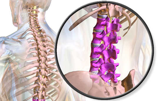A Brain Implant That Lets Paralyzed Monkeys Walk A Brain Implant That Lets Paralyzed Monkeys Walk