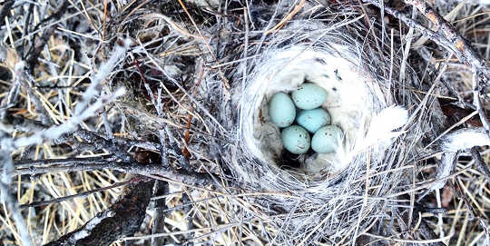 A nest holding the eggs of northern wheatears rests on branches in Greenland. A nest holding the eggs of northern wheatears rests on branches in Greenland.