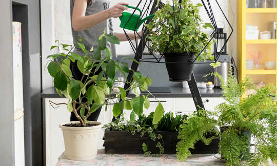 How We Are Healed by Nature and Even Houseplants How We Are Healed by Nature and Even Houseplants