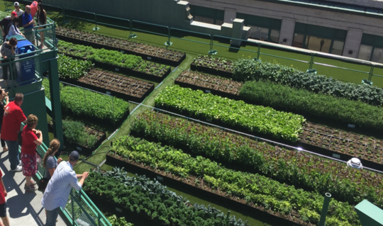Green Roofs Improve The Urban Environment – So Why Don't All Buildings Have Them? Green Roofs Improve The Urban Environment – So Why Don't All Buildings Have Them?