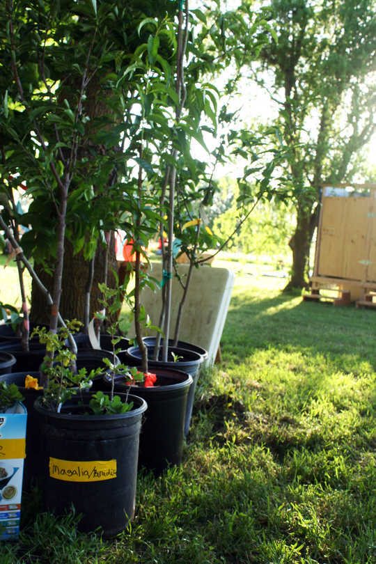 How Permaculture Is Helping Wildfire Survivors Recover How Permaculture Is Helping Wildfire Survivors Recover