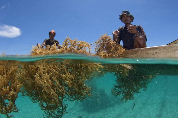 Seaweed Farming Could Really Help Fight Climate Change Seaweed Farming Could Really Help Fight Climate Change