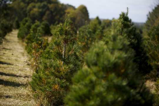 Why Christmas Tree Shopping Is Harder Than Ever Why Christmas Tree Shopping Is Harder Than Ever
