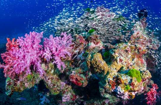 Can An Underwater Soundtrack Really Bring Coral Reefs Back To Life? Can An Underwater Soundtrack Really Bring Coral Reefs Back To Life?