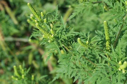 Still Sneezing? Climate Change May Prolong Allergy Season Still Sneezing? Climate Change May Prolong Allergy Season