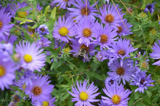 Climate Change Threatens A Scary Number Of Plant Species Climate Change Threatens A Scary Number Of Plant Species