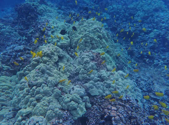 Ocean Warming Threatens Coral Reefs and Soon Could Make It Harder To Restore Them Ocean Warming Threatens Coral Reefs and Soon Could Make It Harder To Restore Them