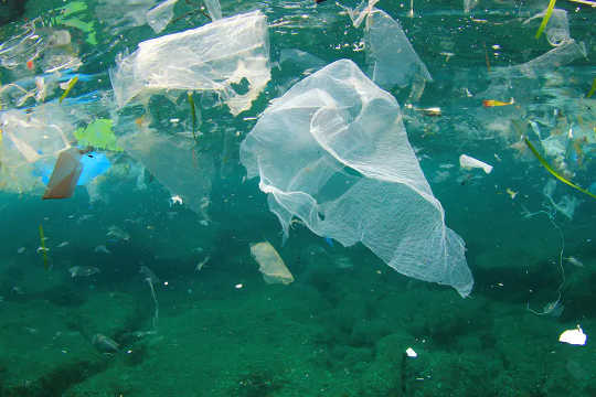 Film plastics cause the most deaths in cetaceans and sea turtles. Film plastics cause the most deaths in cetaceans and sea turtles.
