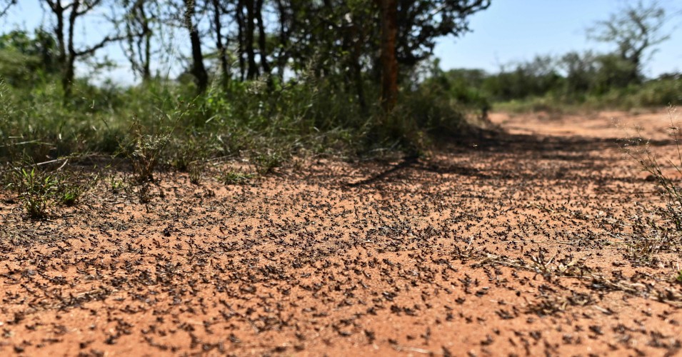 Unprecedented Threat' for East Africa as Larger Second Wave of Locust Crisis Arrives Amid Pandemic Unprecedented Threat' for East Africa as Larger Second Wave of Locust Crisis Arrives Amid Pandemic