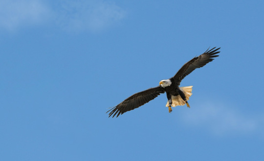 Eagle Speaks: The Power and Greatness of The Bald Eagle and His Message Eagle Speaks: The Power and Greatness of The Bald Eagle and His Message