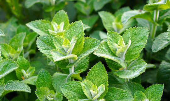 Herbal Gardening: Hints on Mints Herbal Gardening: Hints on Mints