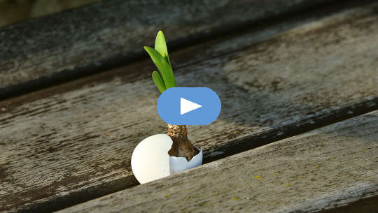 Two Different Takes on Hope -- One Way Forward an onion growing from an egg shell in the sidewalk cracks