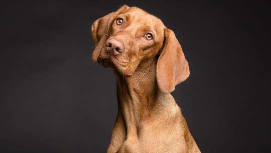 Do Animals Feel Empathy? a dog feeling empathy... perhaps