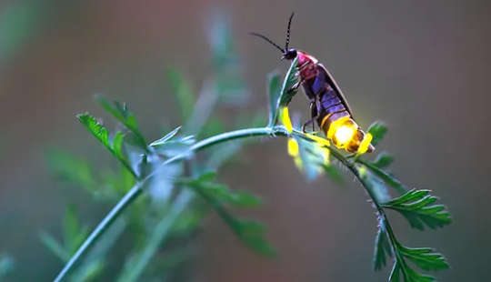 How To Help Fireflies Who Need Dark Nights For Their Summer Light Shows How To Help Fireflies Who Need Dark Nights For Their Summer Light Shows