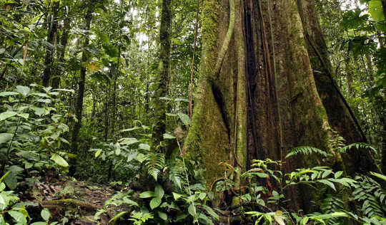 Is The Amazon Rainforest On The Verge Of Collapse? amazon verge of collapse 4 3