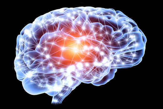 Understanding The Brain’s Gray And White Matter branins gray and white matter 4 7