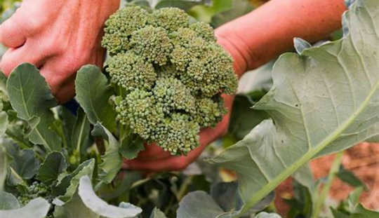 Broccoli May Help Prevent Colds And Virus Infections broccoli benefits 3 30