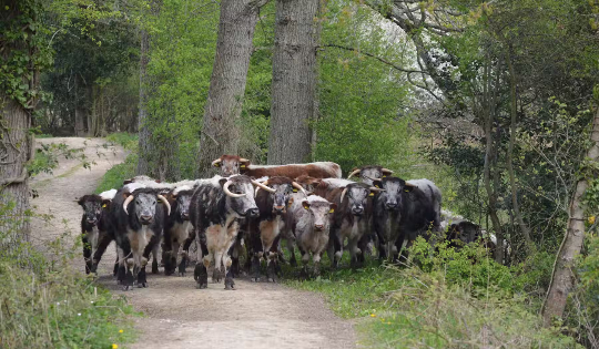 New Food Technologies Could Release 80% Of The World’s Farmland Back To Nature humane food production 12 10