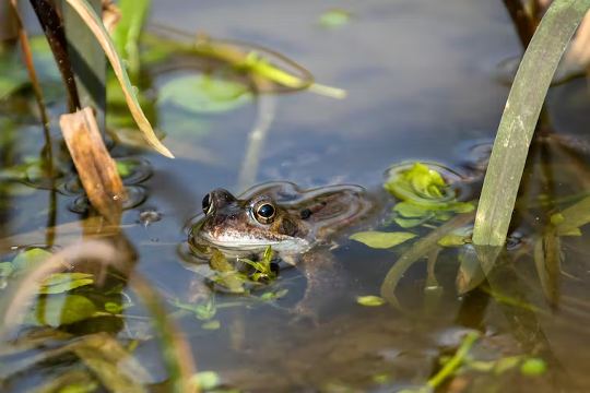 Mass Extinction Underway: 5 Ways You Can Help Stop Biodiversity Loss jhelp combat mass extention 12 25