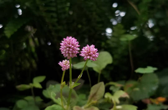 Are Family Patterns Holding You Back? flowers in a field