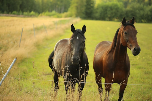 How to Hurry Up and Slow Down two horses in a pasture