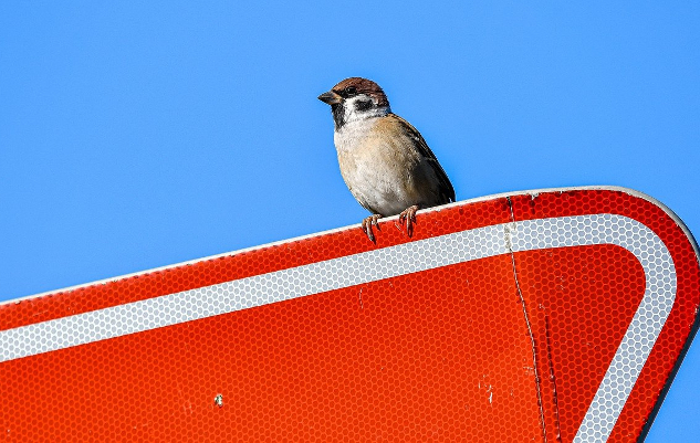 How to See Signs, Interpret Them, and Take Action a sparrow perched on top of a road sign