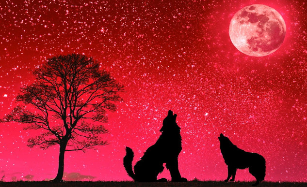 The True Cost of Domestication Is on the Domesticator wolves howling at a full moon in a red sky background