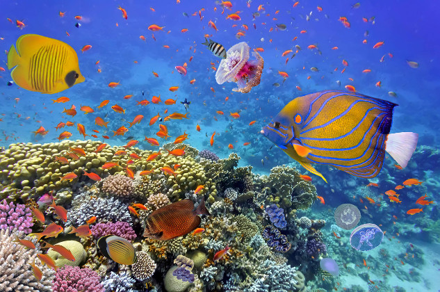 The Future of Coral Reefs and Climate Change A vibrant coral reef teeming with marine life, showcasing the importance of saving coral reefs from climate tipping points and warming oceans.