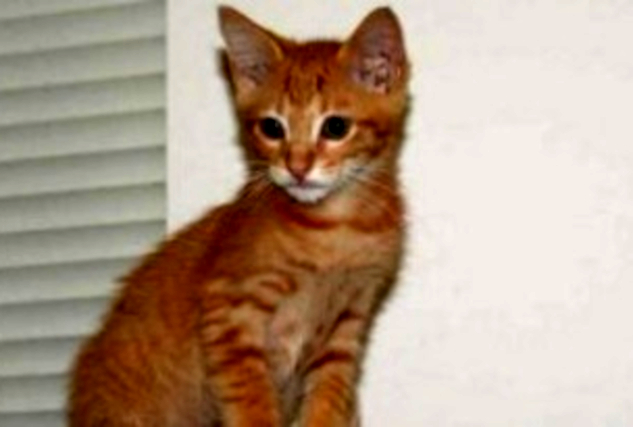 08 10 kitten
