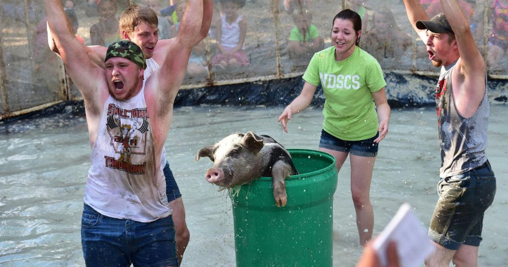 Don't Git Bamboozled by Them Darn Cyber Tricksters! catching greased pig 4 15