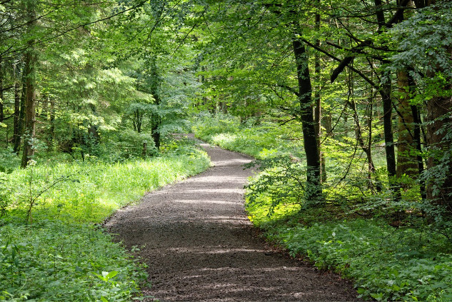 Finding Calm Amidst Chaos: Tips for Mental Well-Being