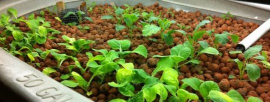 Aquaponics vs. Traditional Agriculture Aquaponics vs. Traditional Agriculture