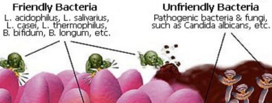 Healing Starts with the Gut and Gastrointestinal Lining Healing Starts with the Gut and Gastrointestinal Lining