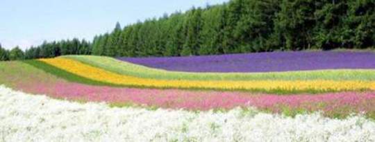 As You Reap, So Will You Sow by Pamela Jo McQuade As You Reap, So Will You Sow by Pamela Jo McQuade