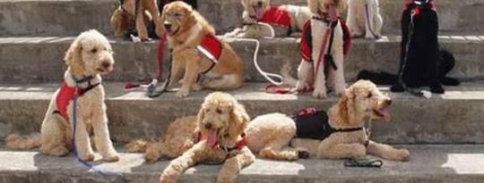 NEADS Puppies Free Veterans from PTSD NEADS Puppies Free Veterans from PTSD