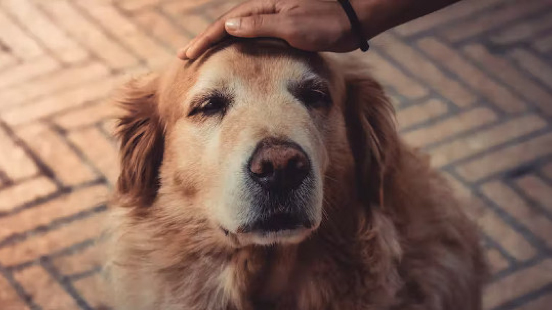 Canine Cognitive Dysfunction in Dogs